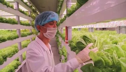 無(wú)土無(wú)光亦生長(zhǎng) 探秘計(jì)算機(jī)集成下的現(xiàn)代農(nóng)業(yè)革命